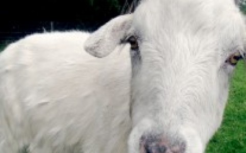 Stealing-Goat