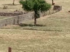 टिड्डी दल ने छापर में डाला पड़ाव